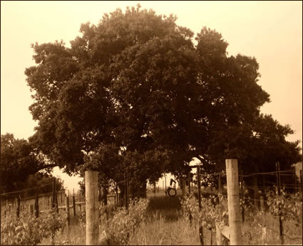 Linstrom Wines - Oak Tree